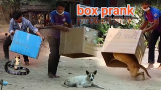 how to box prank on YouTube video 😂 |funny prank video sleeping dog prank video 😆