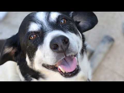 Vídeo: Remoção de verrugas do cão usando Thuja