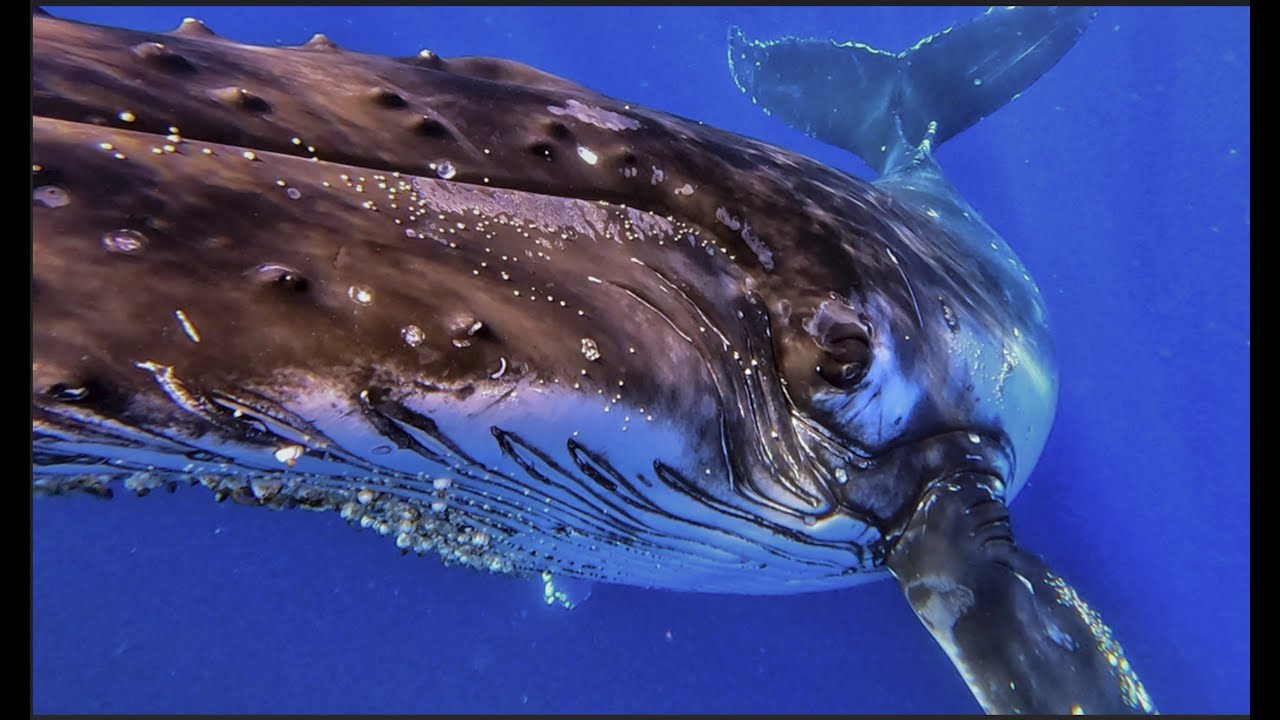 ⁣Smacked by a Whale! | Eye-to-Eye with a Curious Humpback Calf