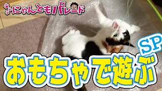 ねこ動画まとめ おもちゃとにゃんこsp にゃんともパレード Youtube