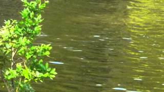Live action water surface.
Surface water is water on the surface of the planet such as in a stream, river, lake, wetland, or ocean. It can be contrasted with groundwater and atmospheric water. Live action water surface.