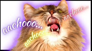 Your Cat Might Be Allergic To YOU! Cat Facts!  #shorts by Body Shyte 303 views 2 years ago 16 seconds