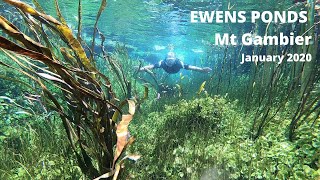 Ewens Ponds Snorkeling/Diving - Mt Gambier
