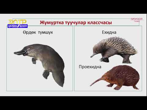 Video: Кызыл төш каз: сүрөттөлүшү, жашоо чөйрөсү, тукуму