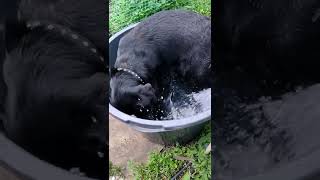 Лабрадор балуется с водой