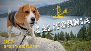 Cute beagle learns to kayak and arrives in SF