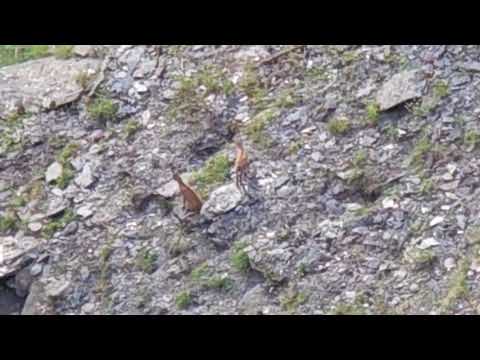 ნიამორები თუშეთის ეროვნულ პარკში | Tusheti National Park