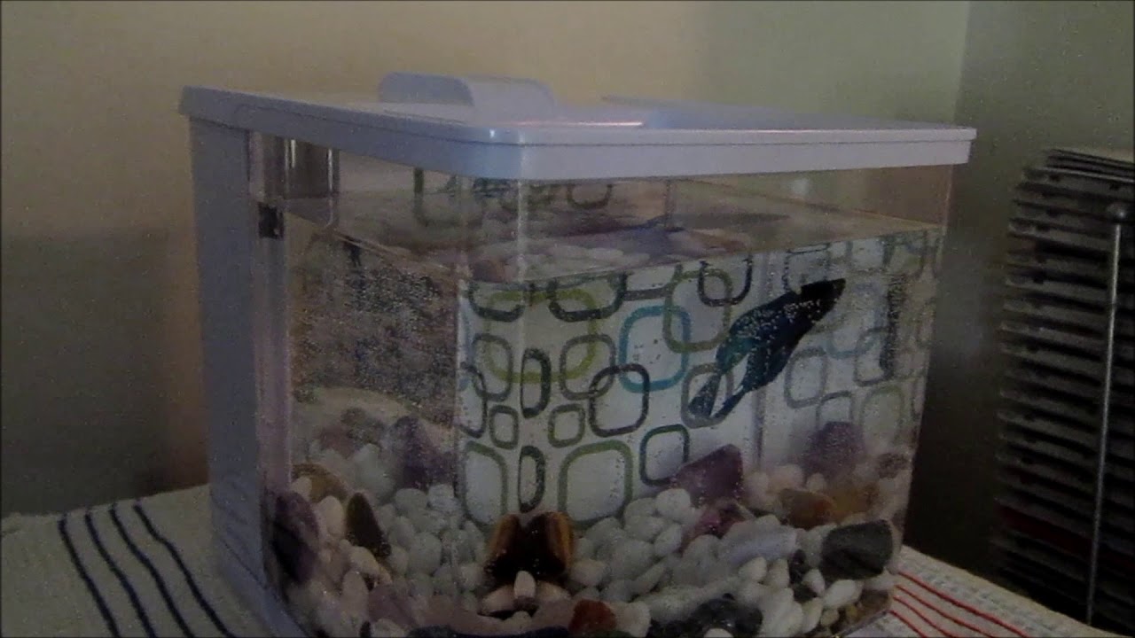 BOUGHT A VEILTAIL MALE BETTA FISH 