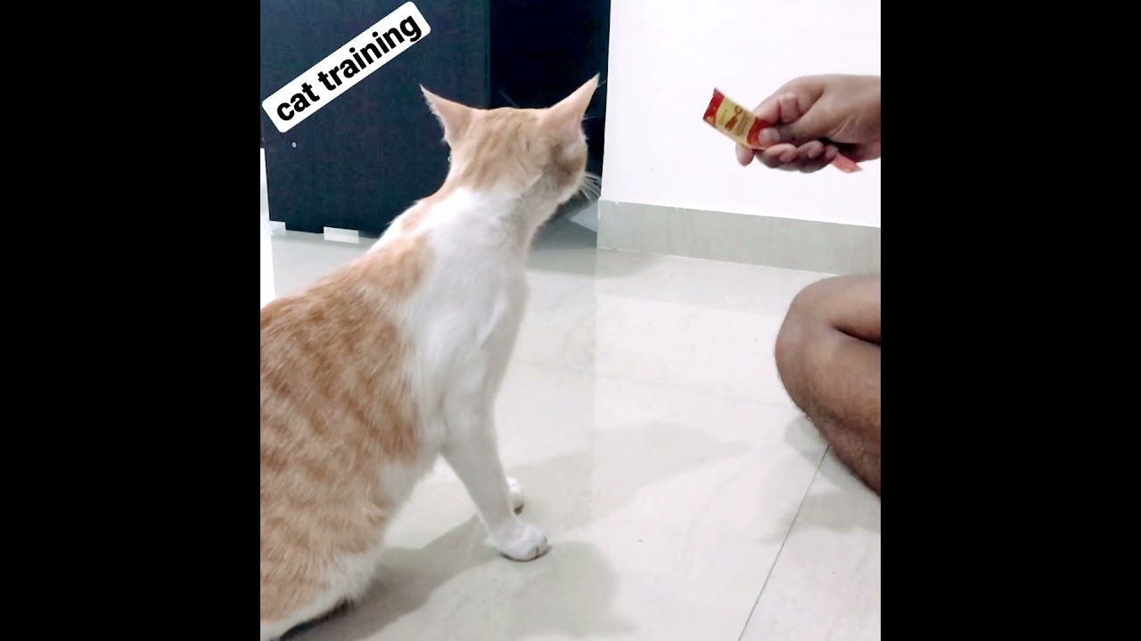 How to Train  cat? 