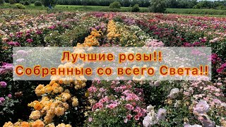 Лучшие розы собраны со всего света!!Наслаждайтесь просмотром!!!!