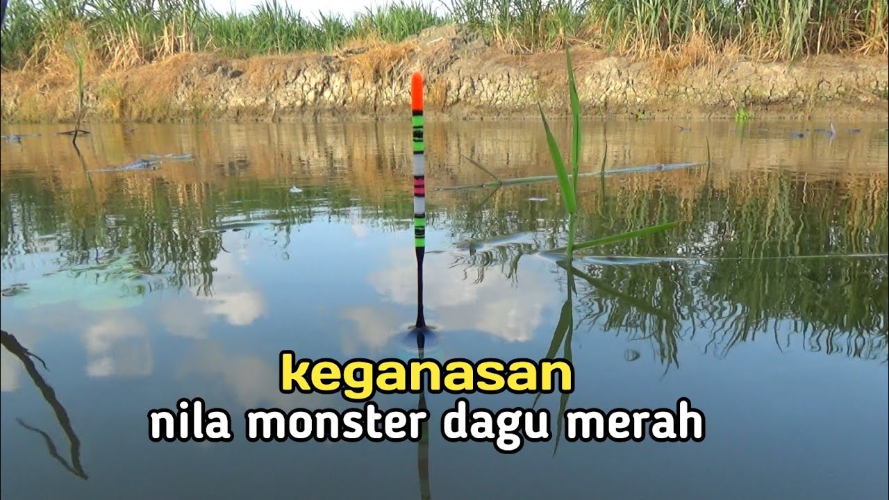 kalian harus kaget!! di serang nila babon tanpa henti sampai keteteran di buat nya