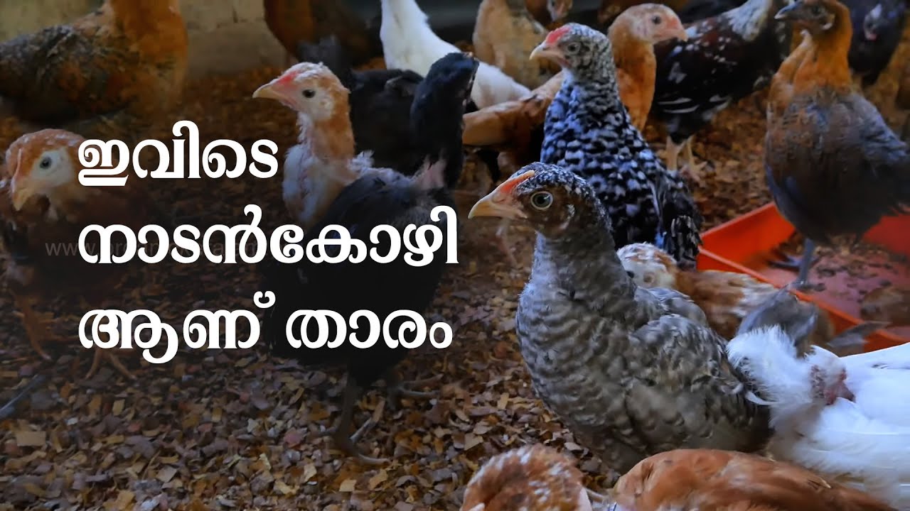 കോഴിവളര്‍ത്തലിലൂടെ വരുമാനമുണ്ടാക്കാം | Poultry Farming | Country Chicken | Free Range