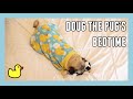 Doug the pugs bedtime