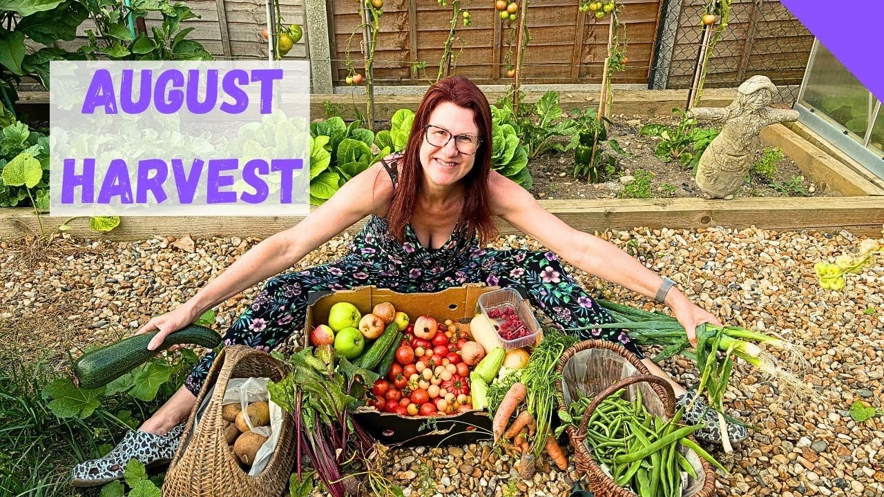August Allotment Harvest - Allotment Gardening For Beginners UK - YouTube
