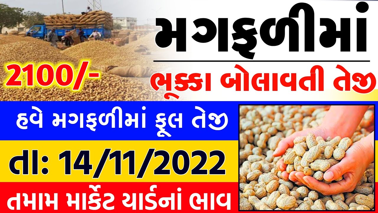 magfali na bhav | 14-11-2022 | મગફળીના ભાવ:2022 | Information about peanuts Price | Commodity Trend