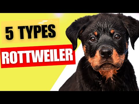Rottweiler Types - 5 Types of Rottweilers