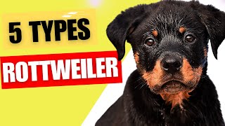 Rottweiler Types - 5 Types of Rottweilers