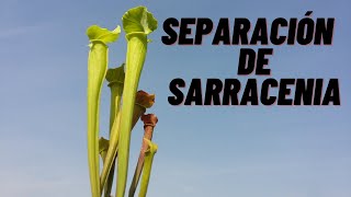 SEPARACIÓN DE SARRACENIAS