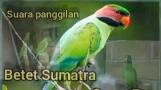 Suara kicauan burung Betet sumatra gacor