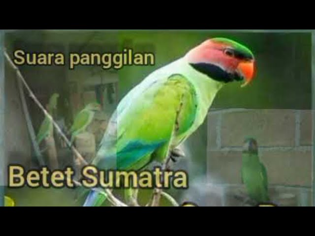 Suara kicauan burung Betet sumatra gacor class=