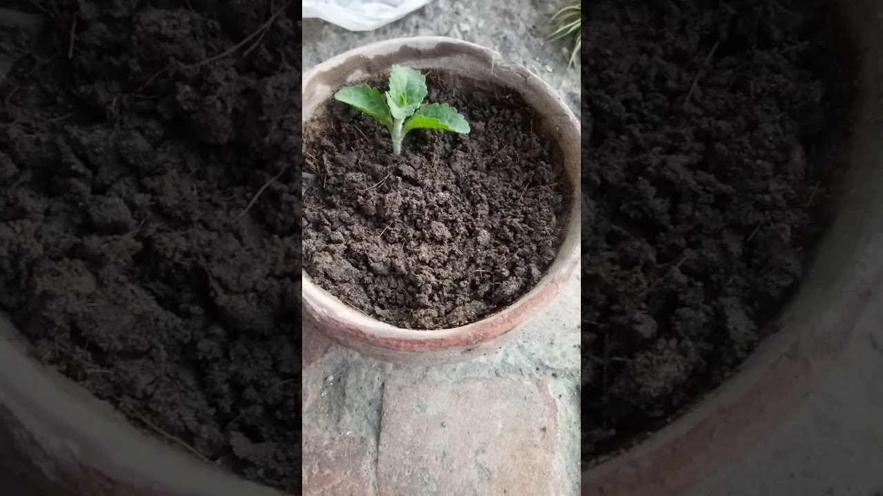 How To Grow Stevia Plant From Cutting | @dailyhabits92 | اسٹیویا پلانٹ قلم سے لگانے کا طریقہ
