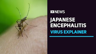 What is Japanese encephalitis and how is it spread? | Explainer | ABC News