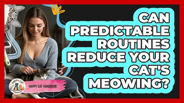 Can Predictable Routines Reduce Your Cat