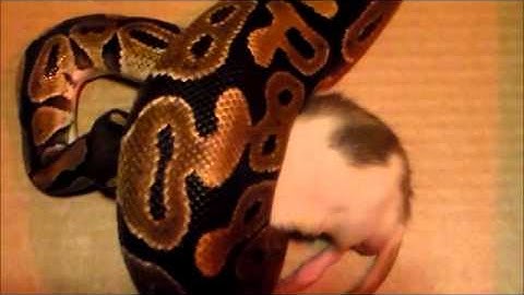 Ball Python: Feeding Time (Part 2)