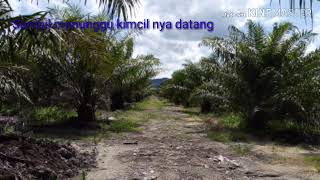 Download Lagu Lagu gelas plastik (cover aris setiawan) MP3