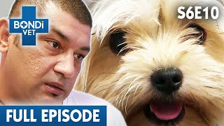 Rescue Dog Owner Desperate To Save Best Friend 😢 | Bondi Vet Season 6 Ep10 | Bondi Vet Full Episodes