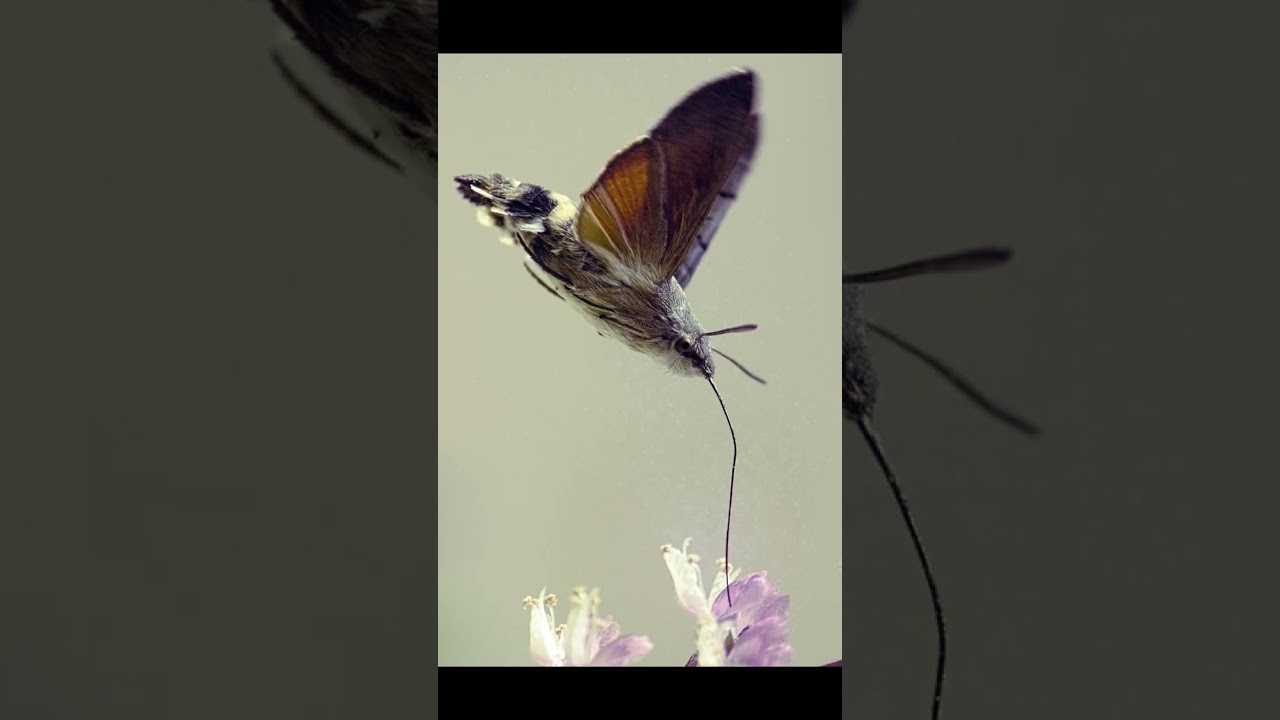 S.I.B. Sfinge del galio 