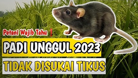 REKOMENDASI BENIH PADI UNGGUL 2023 | TIDAK DISUKAI TIKUS | @inspirasipetani1161