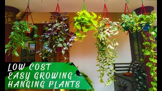 Low Cost,Easy Growing Hanging Plants | Home garden | Indoor Plants(Malayalam)