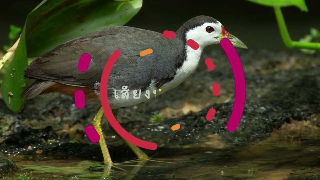 เสียงนกกวัก ต่อนก ได้ผล 100%