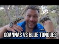 Goannas VS Blue Tongue Lizards - 5 Major Differences