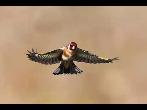 Chant Chardonneret Vieuvieu Région De Bejaia 