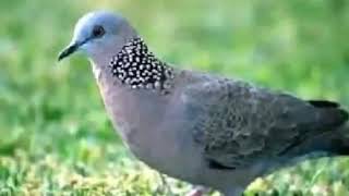 Download Lagu AYU UUS : SUARA BURUNG TEKUKUR JERNIH BUAT PIKAT MP3