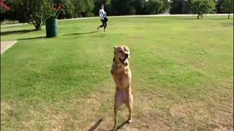 Faith the 2 legged dog