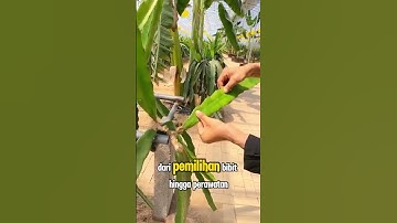 "Teknik budidaya buah naga untuk panen melimpah! #benih #fruit #bibit#BudidayaBuahNaga #Panen