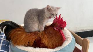 Full Amazing! A rooster forcibly took over the cat's bed and claimed the kittens as its own. So funny! Update