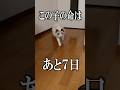 余命一週間と言われた猫の生きる姿です#猫 #FIP #猫伝染性腹膜炎
