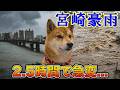 宮崎に前代未聞の大雨予報・・・4兄妹を死守します。