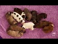 Bunnies, Duckies, Lambs & More! | Too Cute! | Animal Planet
