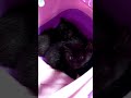 子猫保護しました😺2026/04/24