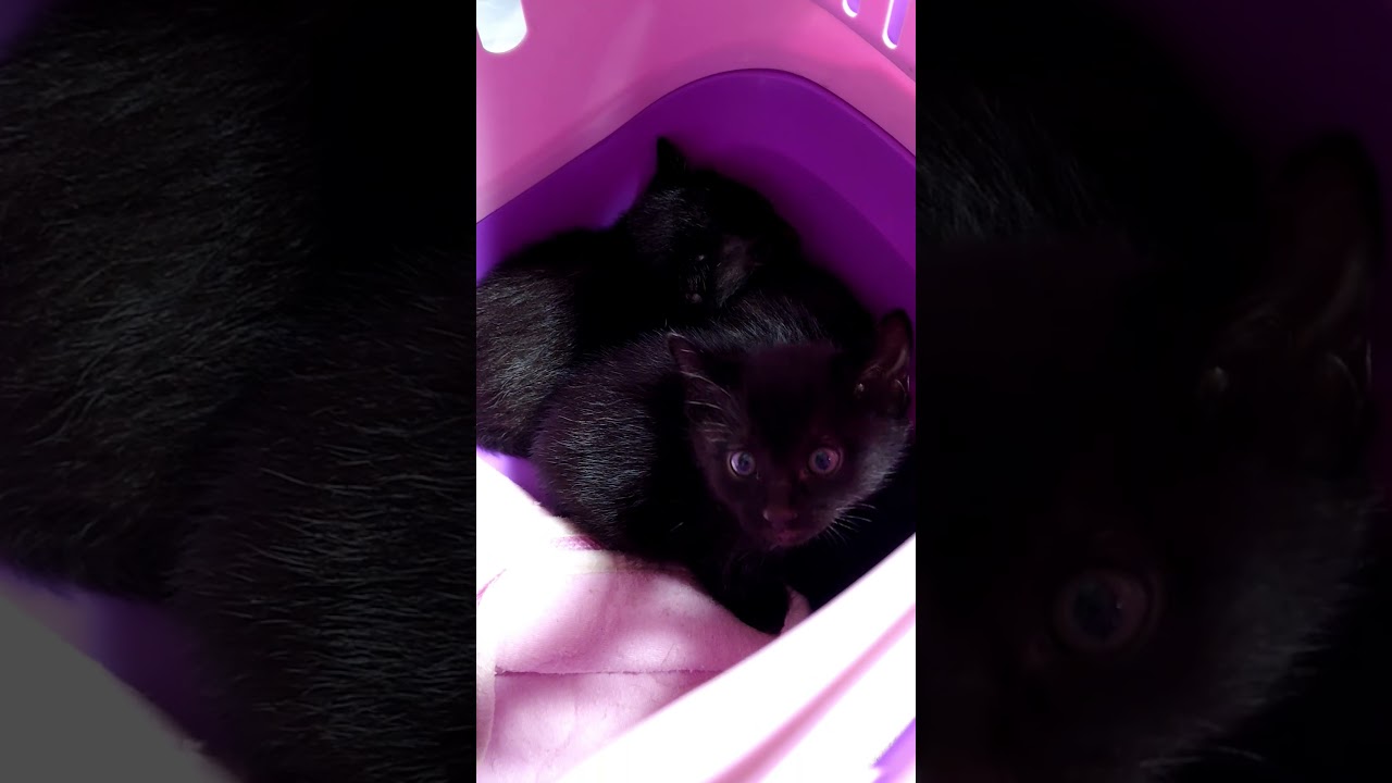 子猫保護しました😺2026/04/24