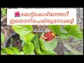 ✨ Hibiscus ചെമ്പരത്തി 🌺 മൊട്ട് കൊഴിയുന്നത് നിർത്താൻ SECRET!|orchidaisle