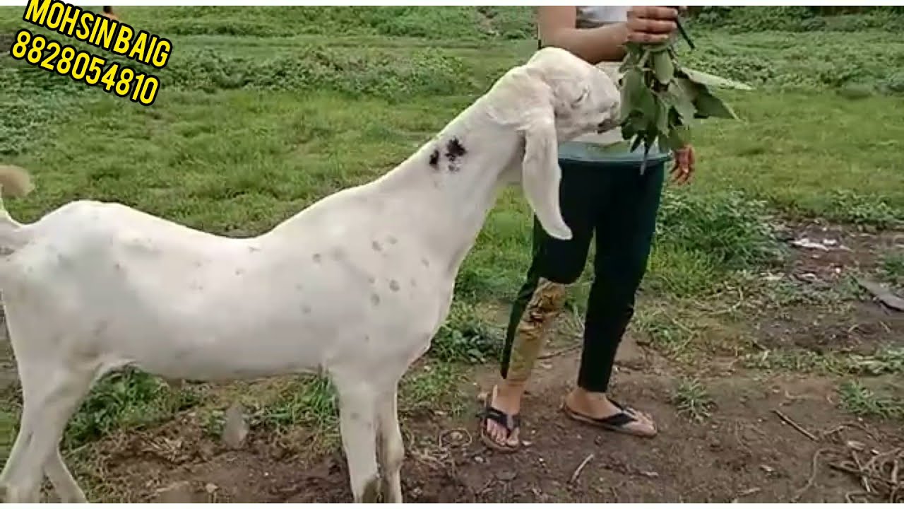 Kota Gulabi,Sojat Gulabi For Sale By Bb Goat Loves.