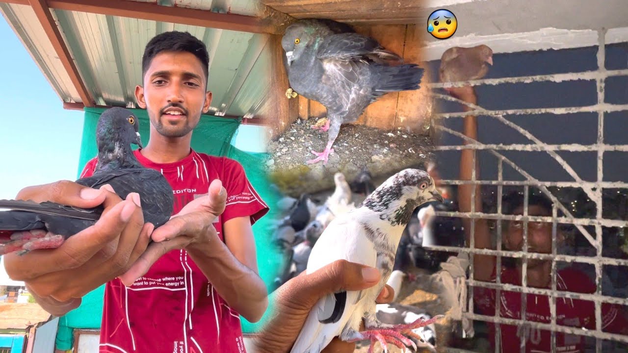 2 Kabootar Pakda 1 Din Me Or Dusar Raat Me😰