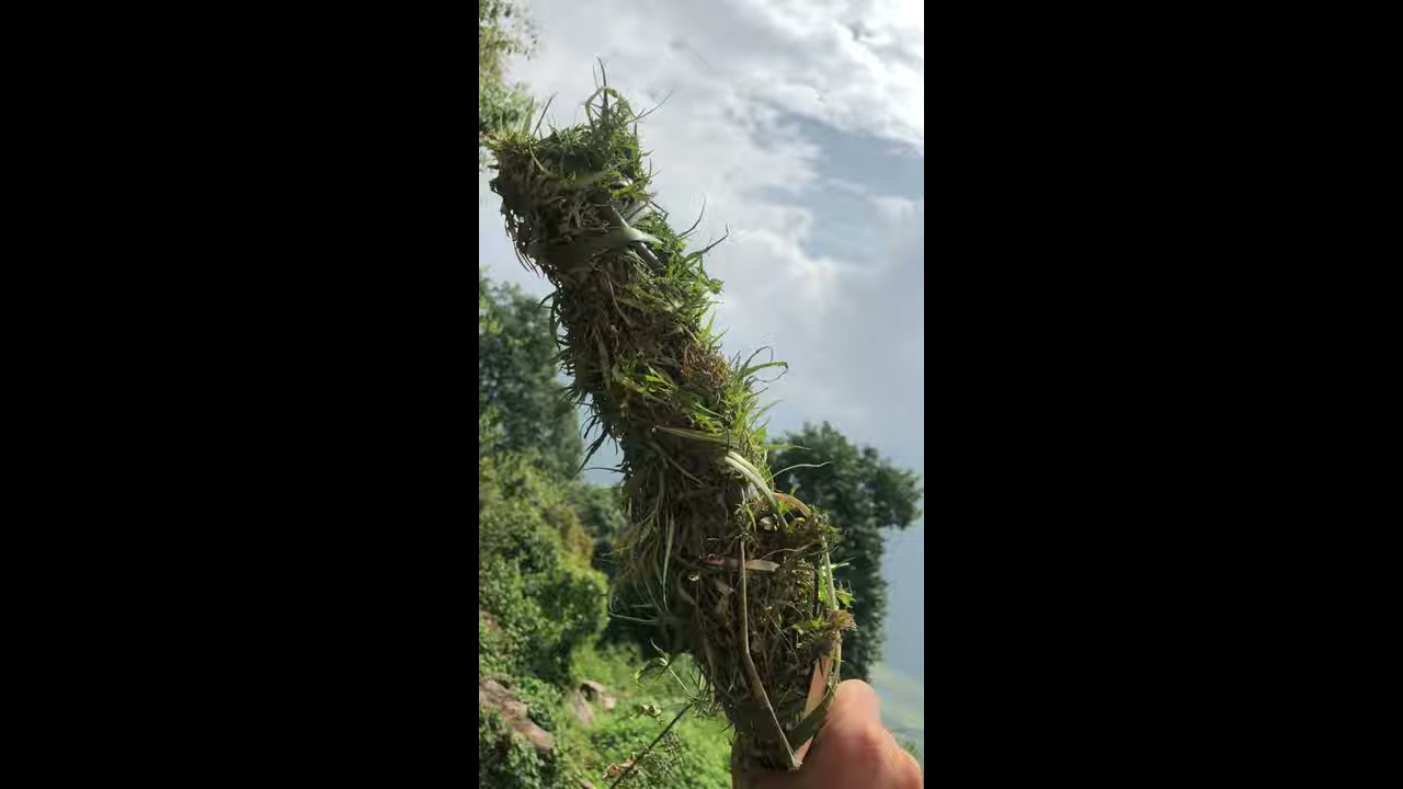 Thumbnail of The wild marijuana, in high altitude