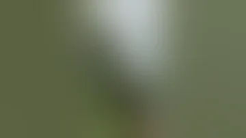 The Wild Marijuana In High Altitude 